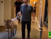 بيحسبه كلب.. شوارزنيجر يصطحب حماره الصغير إلى مكتبه  