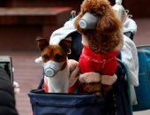 صحيفة صينية: إصابة جديدة لكلب بكورونا من صاحبه.. ومخاوف من تطور طرق انتقال الفيروس