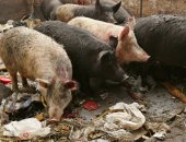 تسجيل حالات إصابة جديدة بحمى الخنازير الأفريقية شرقي الصين