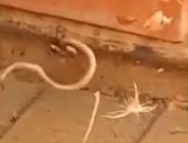 "مين هيفوز".. صراع دموى بين عنكبوت وثعبان صغير فى فناء منزل أسترالى.. فيديو