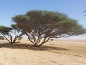 "المانجروف "و" الاكاسيا "و "التنين" أشجار لها تاريخ بالصحراء الشرقية..صور