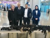 جمارك مطار القاهرة تضبط محاولة تهريب كمية من الشعر المستعار والهواتف