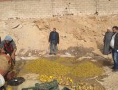 صور.. مفتشو الأغذية بالشرقية: إعدام 1200 كيلو مخللات منتهية الصلاحية