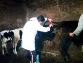 "بيطرى الوادى الجديد": علاج 53907 رؤوس ماشية ضد الطفيليات