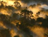 الغابات الاستوائية تفقد قدرتها على امتصاص ثانى أكسيد الكربون