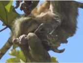 مشهد نادر.. فيديو يوثق لحظة ولادة أنثى الكسلان وهى معلقة على غصن شجرة