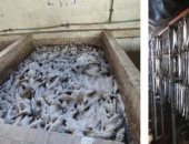 ضبط 12 طن أسماك فاسدة في حملات أمنية بالغربية.. صور