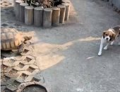 مطاردة طريفة بين سلحفاة وكلب فى فناء منزل رجل أمريكى.. فيديو