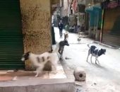 أهالى وسكان الإمام الغزالى بإمبابة يشكون انتشار الكلاب الضالة