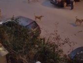 شكوى من انتشار الكلاب الضالة في منطقة النرجس عمارات التجمع الخامس