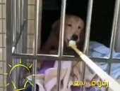 صينيون يبدعون لإطعام الحيوانات بطرق ذكية بعد تفشى كورونا.. اعرف القصة؟   