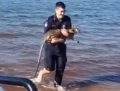 ضابط شرطة أسترالى ينقذ "كنغر" قفز فى الماء خلال مروره بدورية أمنية.. فيديو