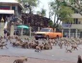 الجوع وحش.. مئات القرود تتقاتل فى شوارع تايلاند على موزة واحدة.. فيديو