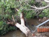 صور.. سقوط شجرة بقرية كفر أيوب بالشرقية يتسبب فى كسر ماسورة خط مياه
