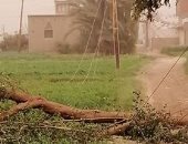 بسبب تقلبات الطقس.. سقوط شجرة على الأسلاك الكهربائية فى نجع محروس بسوهاج