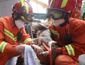 فيديو وصور.. كلب يتحول لبطل شعبى فى الصين لدوره بأزمة كورونا.. ماذا فعل؟