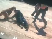 معركة عنيفة بين شرطية وأسد جبلى تنتهي بفرار الحيوان إلى النهر.. فيديو
