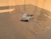 أهالى قرية الديسمى يشكون من هدم المنازل وغرقها بسبب مياه الأمطار