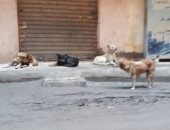 شكوى من انتشار الكلاب الضالة بشارع الشيخ المنصور فى عزبة النخل بالقاهرة