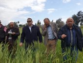 الزراعة: 5 لجان تطمئن على محصول القمح بعد موجة الطقس السيئ