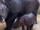 مداعبة طريفة بين وحيد القرن وصغيرها فى حديقة حيوان Denver Zoo.. فيديو