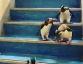 "أكل وبلبطة" طيور البطريق تقفز فى أحواض السمك بعد إغلاق حديقة كيب تاون.. فيديو
