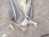 خفافيش تطارد أهالى قرية فرسيس بزفتى بسبب منزل مجهور.. والأهالى يستغيثون.. صور