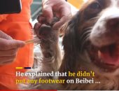 قصة "الكلب البطل"..ساهم فى إنقاذ مرضى فندق الحجر الصحى بالصين بعد انهياره "فيديو"