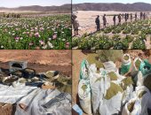 القوات المسلحة تقضى على 513 مزرعة خشخاش على مساحة 416 فدان فى سيناء
