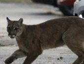 أسد برى يتحدى حظر التجوال فى سانتياجو.. وهذا ما فعلته السلطات فى تشيلى