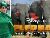 أول شغل بعد الملكية.. ميجان تعلق بصوتها على Elephant أحدث أفلام ديزنى فى إبريل