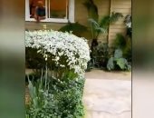 فيديو.. صديق أوبرا وينفرى يخضع للحجر المنزلى بسبب فيروس كورونا