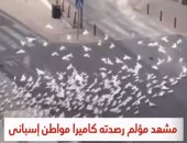 الطيور الجائعة بسبب كورونا تطارد سيدة عجوز بشوارع إسباينا.. فيديو