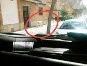 "الرجل الكلب" .. شوف أحدث التقاليع للهروب من حظر التجوال فى إسبانيا