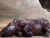 صغير وحيد القرن يلعب فى المياه بعد إغلاق حديقة حيوانات دنفر بكولورادو..فيديو