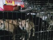 ديلى ميل: الصين مازالت تبيع الكلاب والقطط وسط أرضيات مليئة بالدماء.. صور