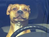 الشرطة الأمريكية تطارد سيارة سرعتها 160 كم وتكتشف أن القائد "كلب"