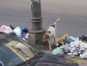 قارئة تشكو انتشار القمامة بالعجمى وتطالب بجمع القمامة من المصدر بالإسكندرية