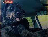 مطاردة لسيارة يقودها كلب بسرعة 160 كيلو.. فيديو