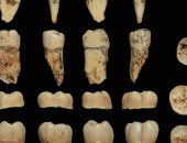 من أين جاء الجنس البشرى؟.. دراسة حديثة تستعين بـ أسنان عمرها مليون سنة للإجابة