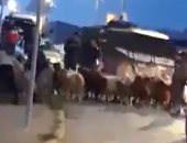"حتى الحيوانات لم تسلم من إسرائيل ".. الاحتلال يحتجز قطيع ماشية قرب القدس