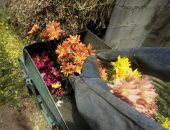 الجارديان: اليابان تضحى بعشرات الآلاف من الزهور لتجنب التجمعات خوفا من كورونا