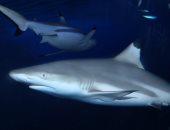 الإمارات ترفع حظر صيد وتجارة أسماك القرش