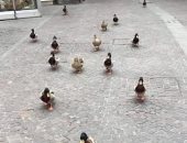 صيد الكاميرا.. البط يحتل شوارع إيطاليا ويحترم مسافة الأمان خوفا من كورونا