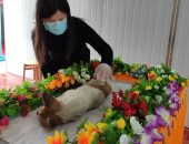 جنازة حارة والميت كلب.. الصين تقيم جنائز لحيوانات أليفة.. فيديو