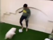 شاهد.. مباراة ساخنة بين جنش ودونجا والغزال مع "كلب" على تيك توك