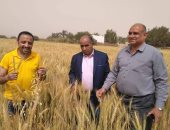 حصاد 192303 فدان قمح منزرعة على مستوى مراكز الوادى الجديد.. صور