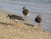 صور.. الطيور البحرية تنتشر على شواطئ البحر الأحمر بعد توقف النشاط بسبب كورونا