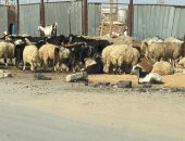 سيبها علينا.. شكوى من انتشار الخرفان حول القمامة أمام مقابر مدينة نصر