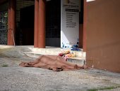 مأساة بالإكوادور.. جثث متعفنة لضحايا كورونا بالشوارع ..فيديو